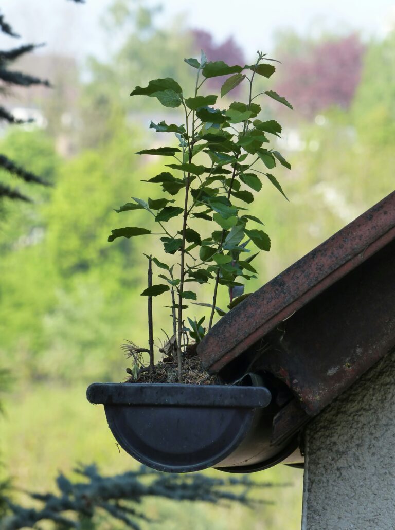 Plant growing in super dirty gutter