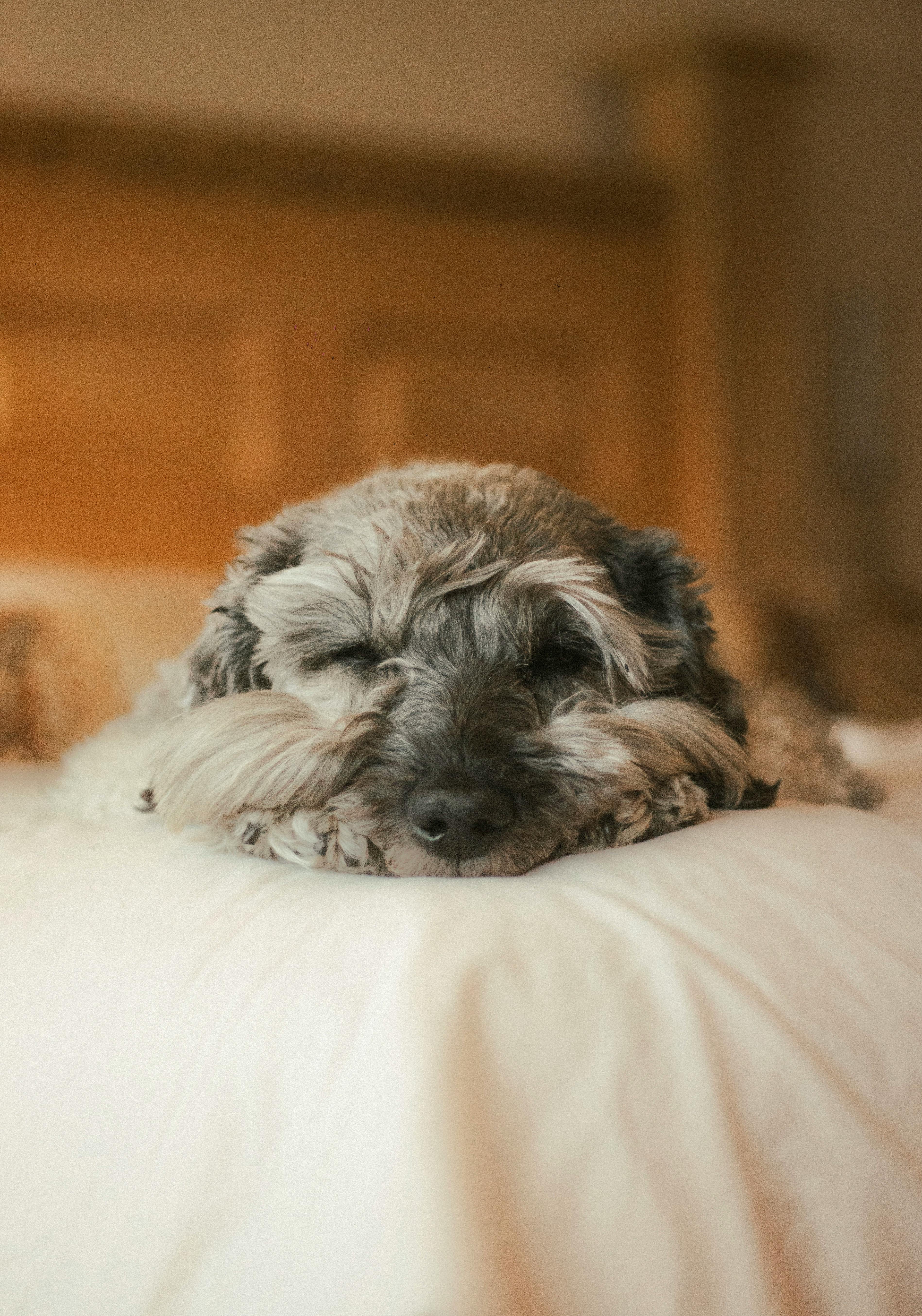 Dog enjoying a bed The Cleaners made.